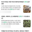 코루츠&올바름()