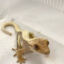 이프푸드 | 🦎인천파충류샵 ”키라라이프“에서 크레스티드 게코 분양받은 날