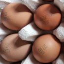 농업회사법인 대관령양떼목장 주식회사 | 농업회사법인 양계장청년 주식회사 난각1번 계란