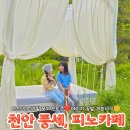pet26라3453 | 천안데이지카페 피노카페천안 청보리밭 애견동반가능