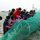 [열여덟번째] 조개가 널려있는 잿빛바다...하전마을 갯벌체험.-6/18 이미지