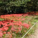 22.09.18(일)대지산-불곡산-맹산-분당중앙공원으로 상사화 보러 갑니다 이미지