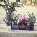 봄이꽃피다 이미지