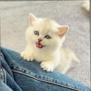 김포고양이분양 맘스캣 | 김포고양이분양 브리티쉬먼치킨 성격