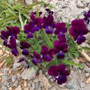 파주흑염소농장 이미지