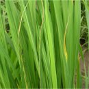 효사과원 | 김장무(무우) 심는 시기 김장 배추 심는 시기 8월 넷째 주 주간 농사정보