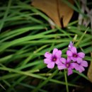 화신식물원 이미지