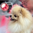 위런한방재활동물병원 이미지