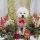 삐삐펫살롱 이미지