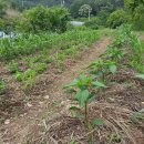 지천농장 이미지