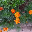 보건약방 이미지