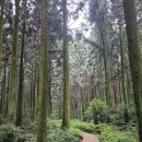 붉은오름자연휴양림 이미지