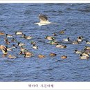백조 이미지