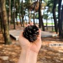 뉴해송펜션 이미지