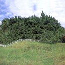 향나무로 이미지