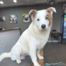 올 도그 그루밍(All DOG GROOMING) 이미지