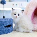 수원고양이분양 고사남 본점 이미지