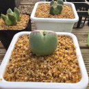 토토로,도할랑 이미지