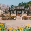 용호동061 | 봄꽃구경 봄나들이 수선화 추천 명소 4곳 - 소풍 데이트장소 가족여행