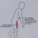 [방배동PT, 방배역PT] 걸음주기 동안 근육의 활동(2)
