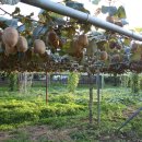 다래농장 이미지