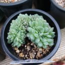 화이트팜(주) 이미지