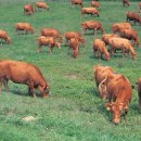 (주)한우 이미지