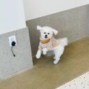 모모댕댕 이미지