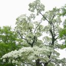 당산못공원 이미지