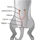 보타닉 동물병원 이미지