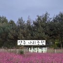 우리농원 | 💜 가을엔 양주 천일홍, 핑크뮬리,코스모스 나리농원에서 보낸 우리의 올해 첫 가을데이트 (내돈내산 후기)