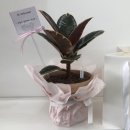 예산군내포보건지소 | [내포꽃집] 승진화분 잇플라워(1)