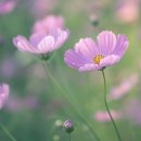 색연필 보타니컬아트 이미지