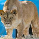 레오목장 2 이미지