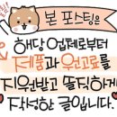 메리도프 이미지