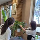 생활원예(반려식물) 이미지