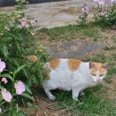 롯데리아 전주효자서부점 이미지