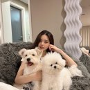 프리지아 bnt뉴스