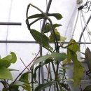 호야2농장 이미지