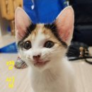 돈데기리 이미지