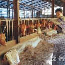 황토한우농장 이미지