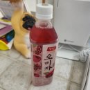 봄 펫살롱 이미지