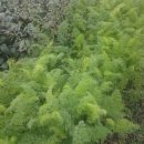 비전농장 이미지