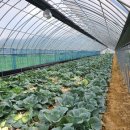 백성현 농장 이미지