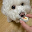 오늘도 맛있개 이미지