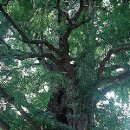 두산목재(1종) | 무당과 학자의 나무