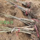 선행농원 이미지