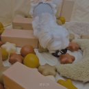 한서유치원 - 익산시 | 쁘띠앙 충청남도 반려동물호텔 다녀왔는데 와.. 이게 다르네