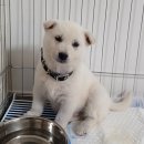 순진한 강아지 | 진돗개 분양가 뛰어난 혈통 백구 황구 분양