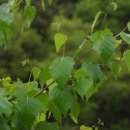 포플러(poplar) 이미지